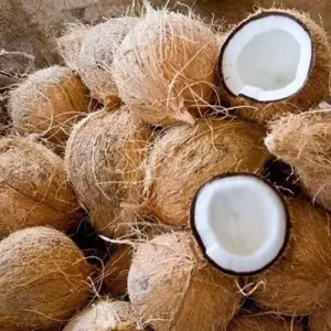 Semi Husked Coconuts